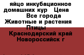 яйцо инкубационное домашних кур › Цена ­ 25 - Все города Животные и растения » Птицы   . Краснодарский край,Новороссийск г.